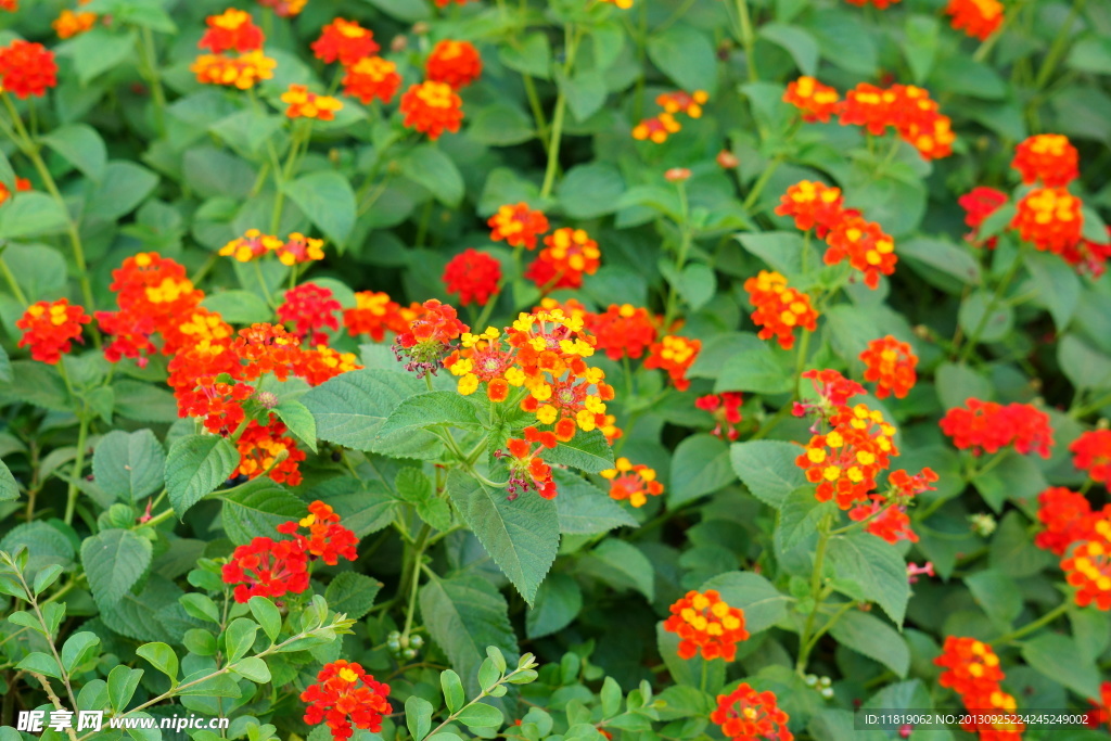 鮮花素材
