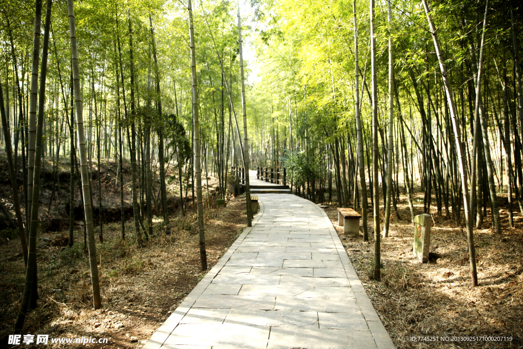 南山石徑竹林