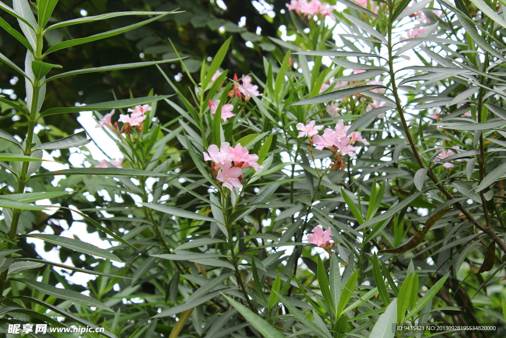 杜娟花