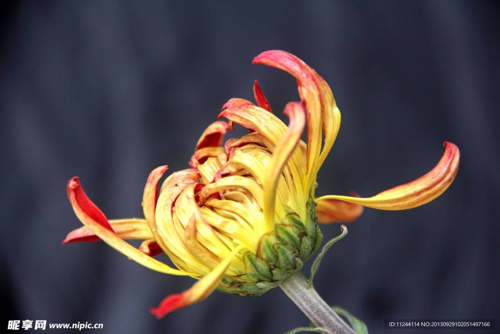 菊花