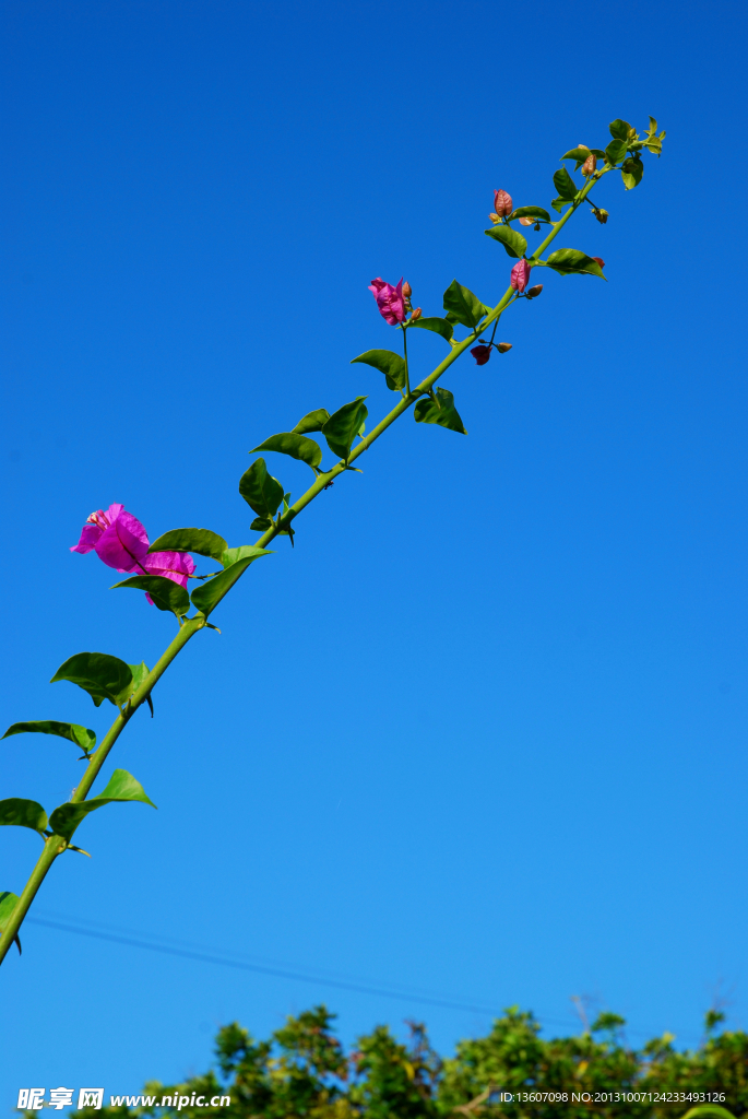 花向天開
