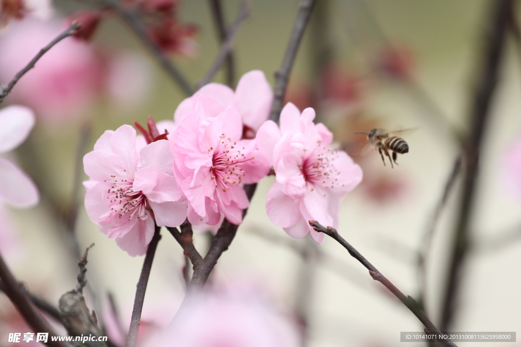 桃花