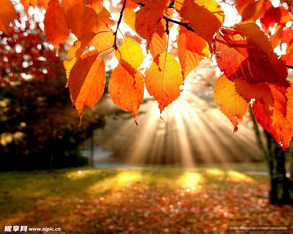 紅葉