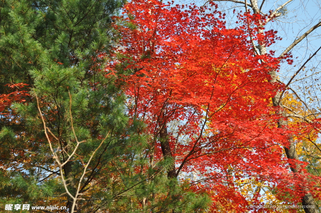 長白山楓葉