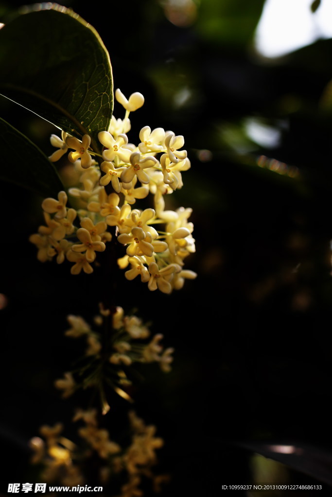 桂花