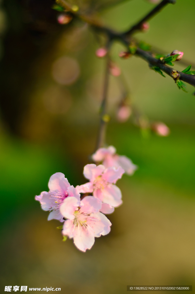 桃花