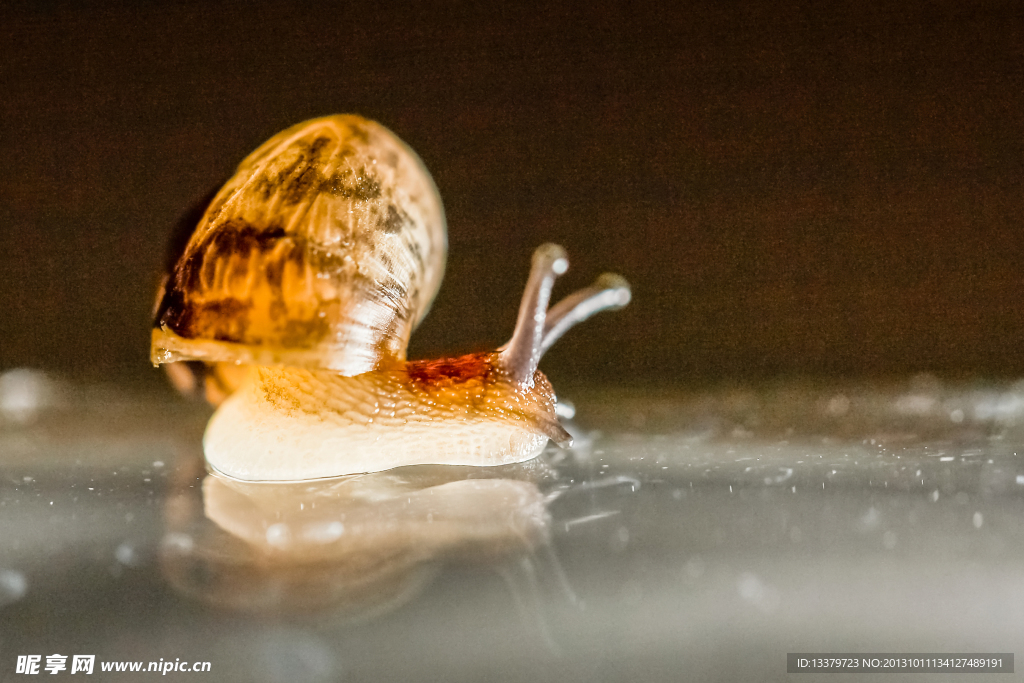 在玻璃上爬行的蜗牛