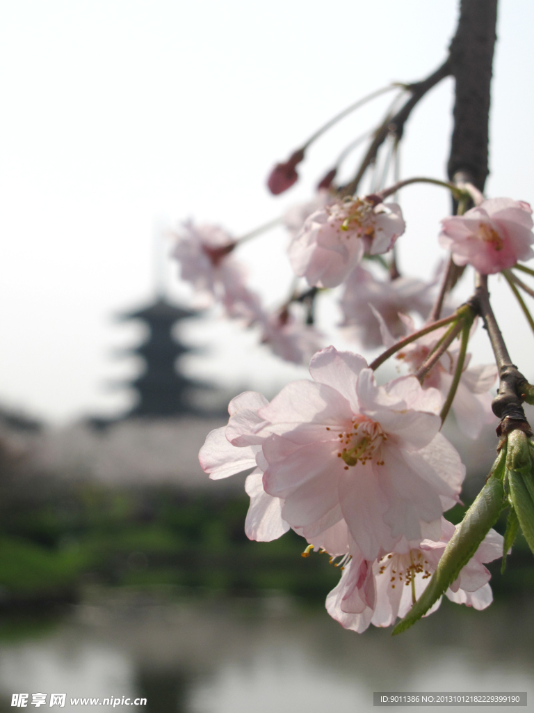 東湖櫻園
