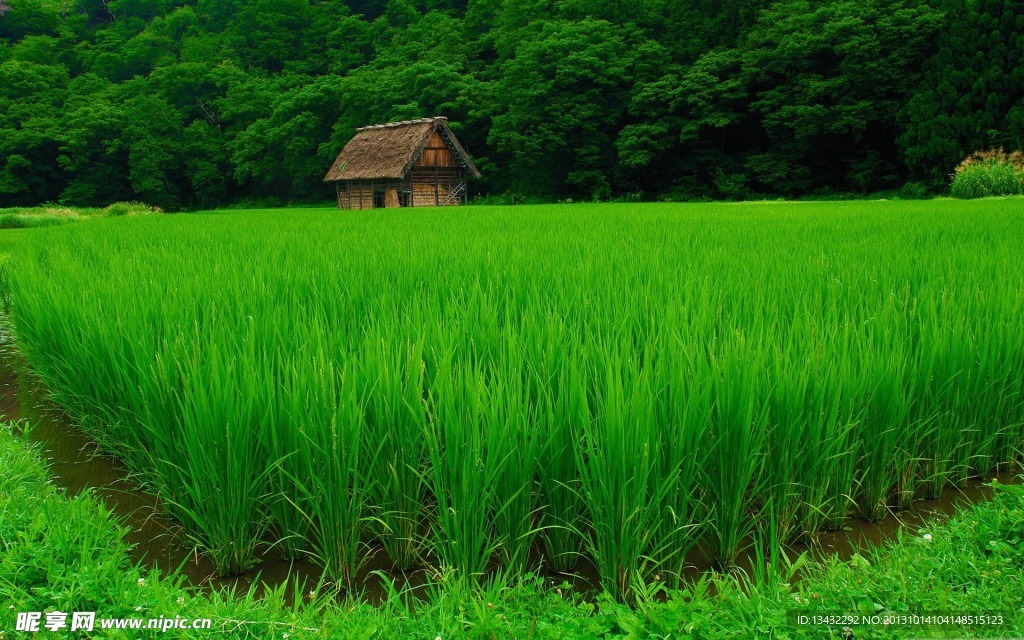 綠野麥田