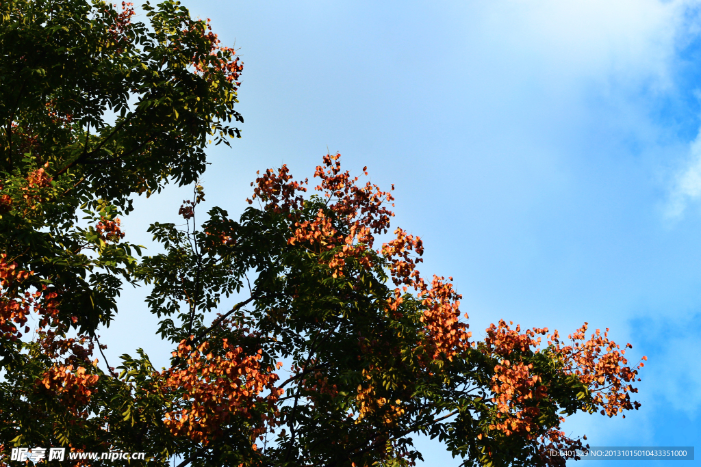 紅樹