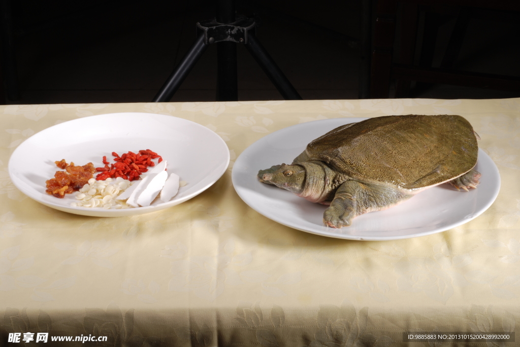 甲魚