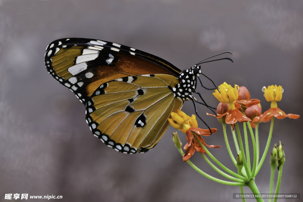 采食的虎斑蝶