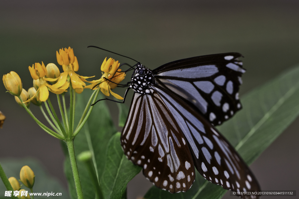 黄花上的黒绢斑蝶