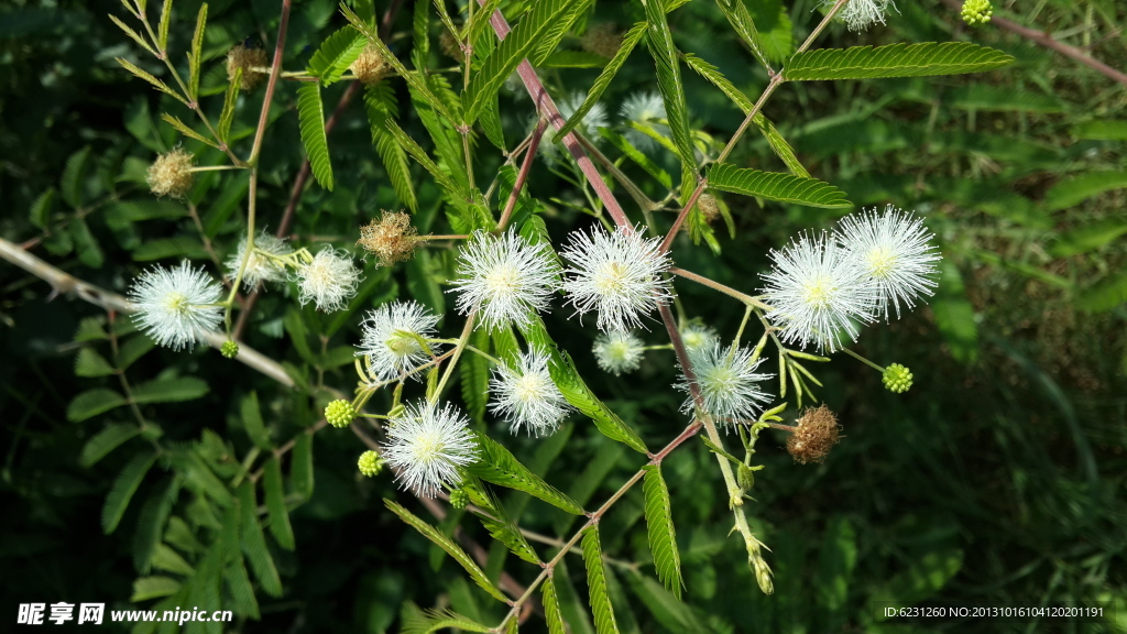 植物花木