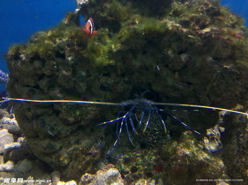 扇魚