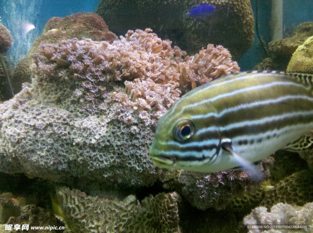 花魚