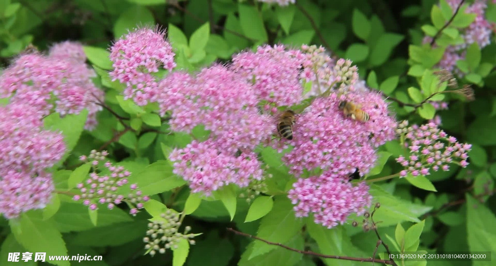 蜜蜂采蜜背景视频素材