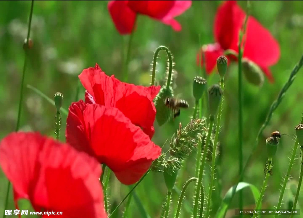 蜜蜂花朵背景视频素材