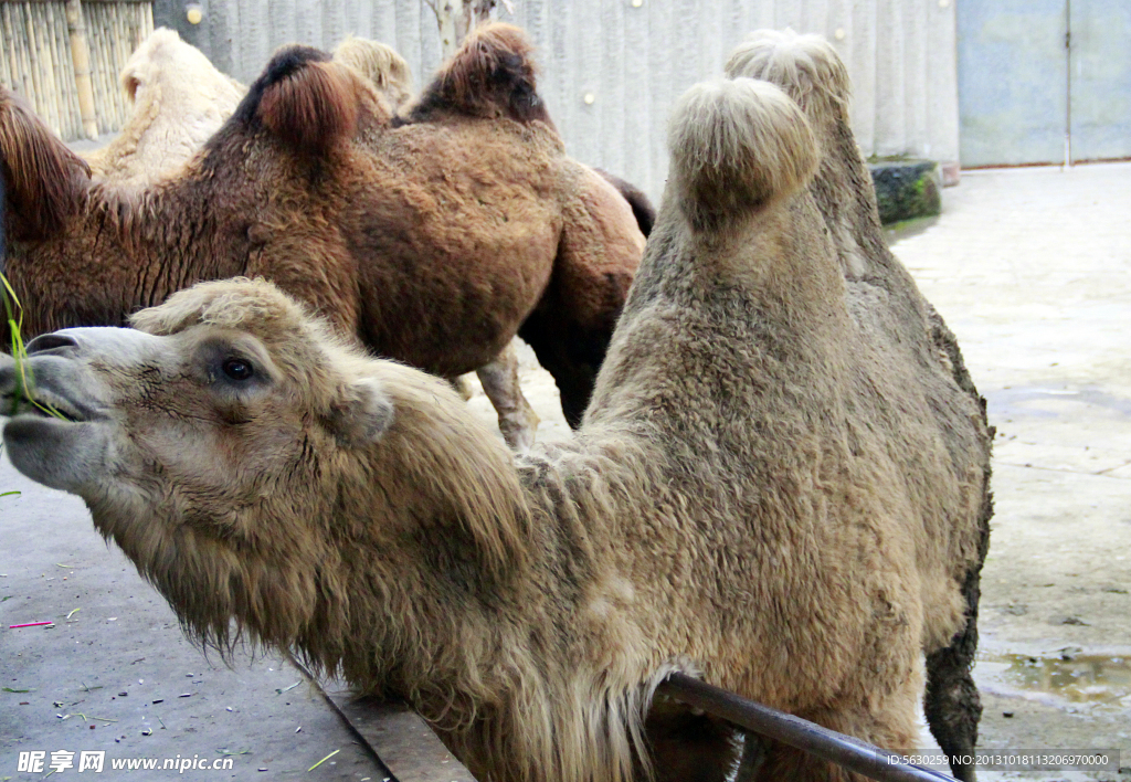 駱駝 動物
