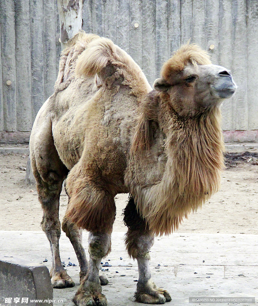 駱駝 動物 野生動物