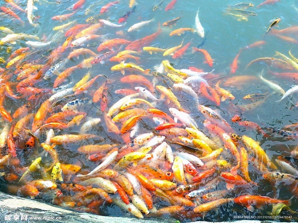鯉魚