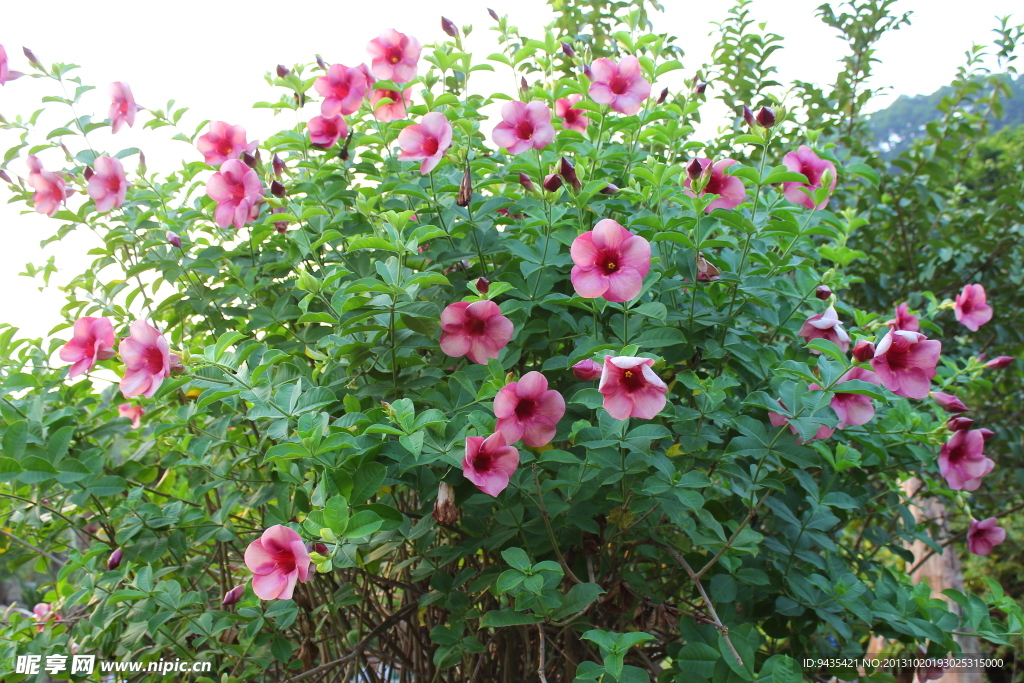五瓣花
