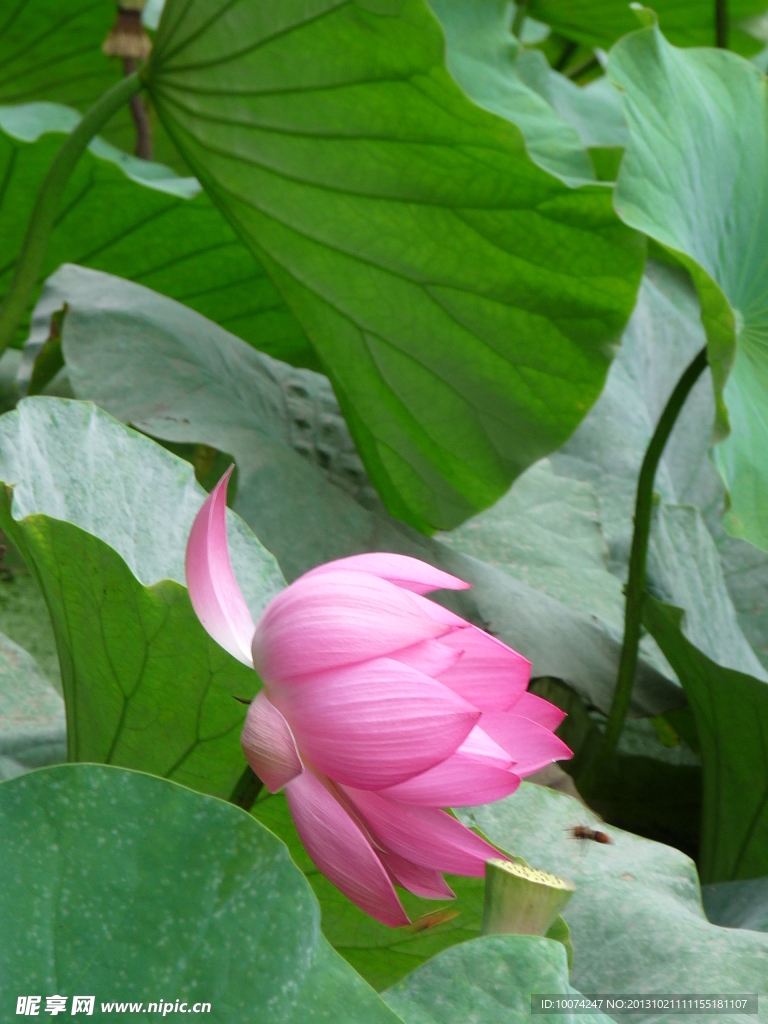 荷花