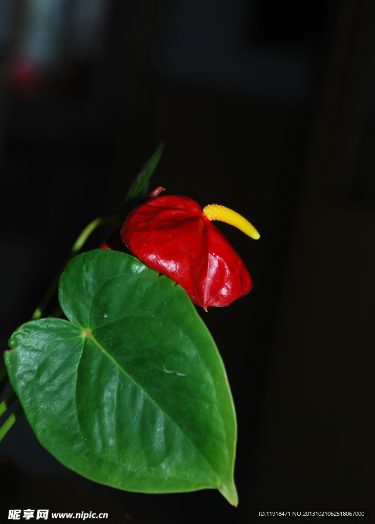 家中紅掌花