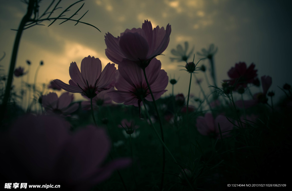秋英花