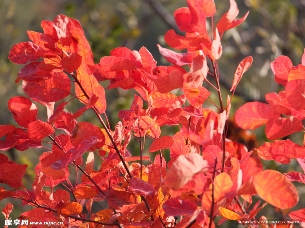 紅葉