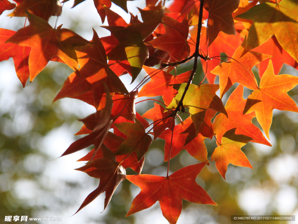 紅葉