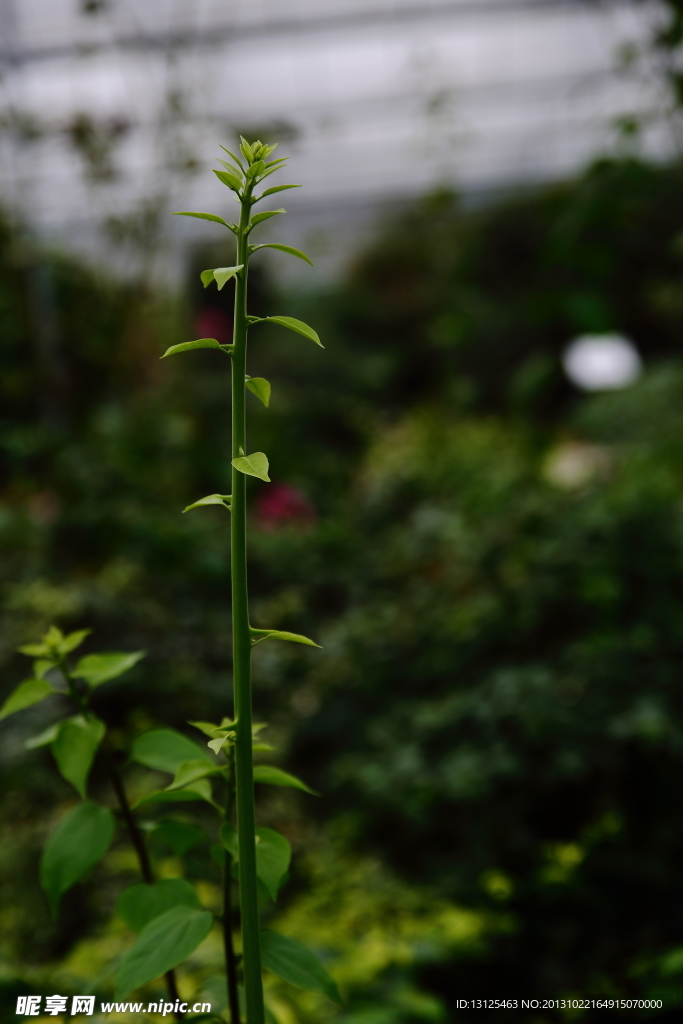 植物圖片