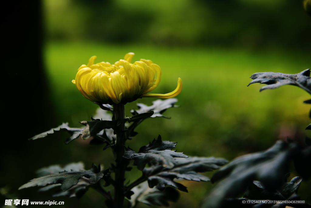 菊花