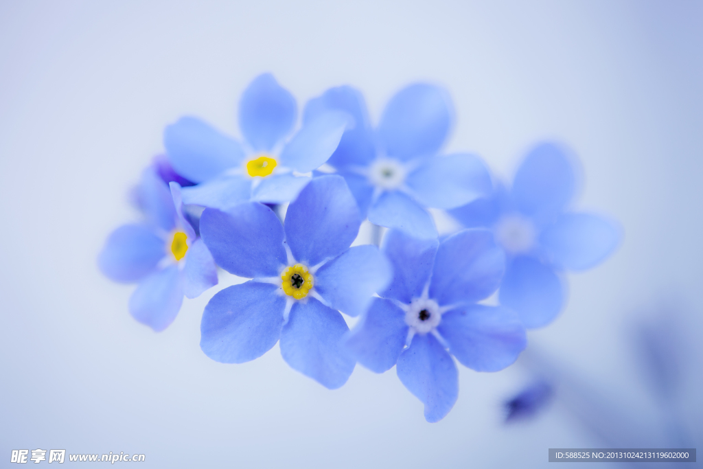 藍色小花