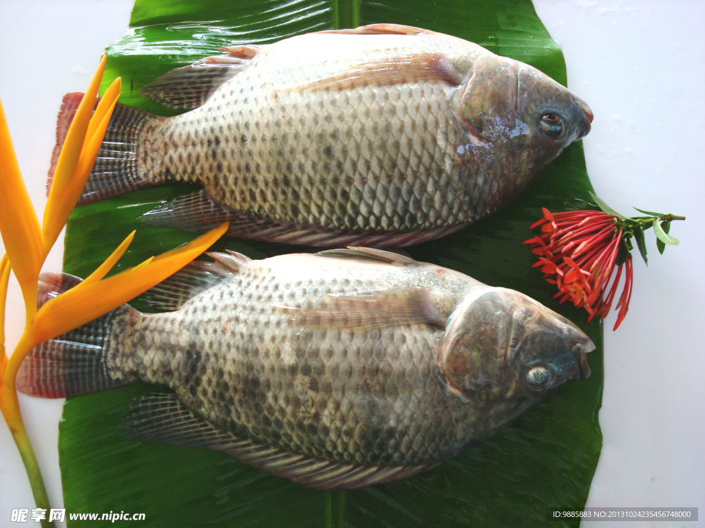 羅非魚