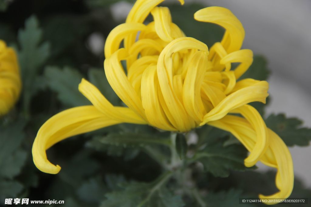 菊花