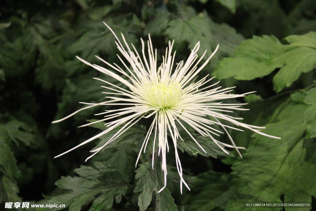 菊花