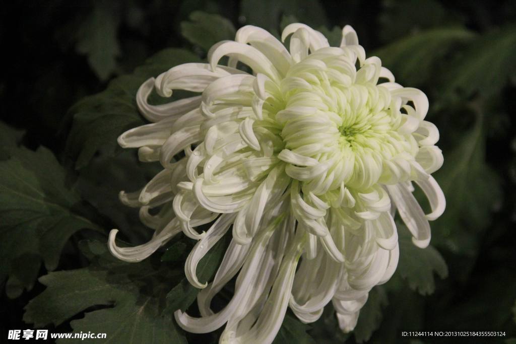 菊花