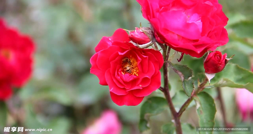 动态花朵蜜蜂视频素材