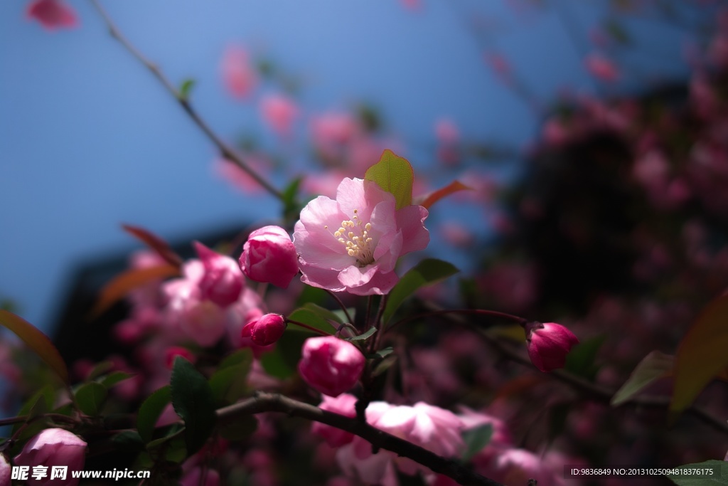 高清桃花