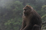 峨眉山的猴子