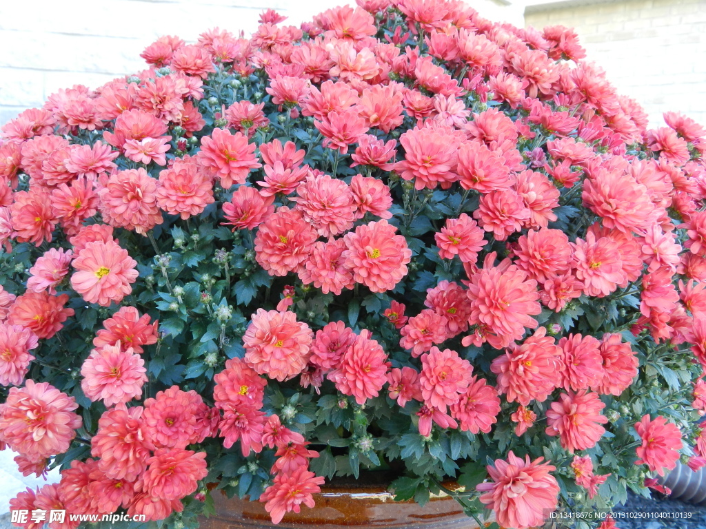 大盆紅秋菊