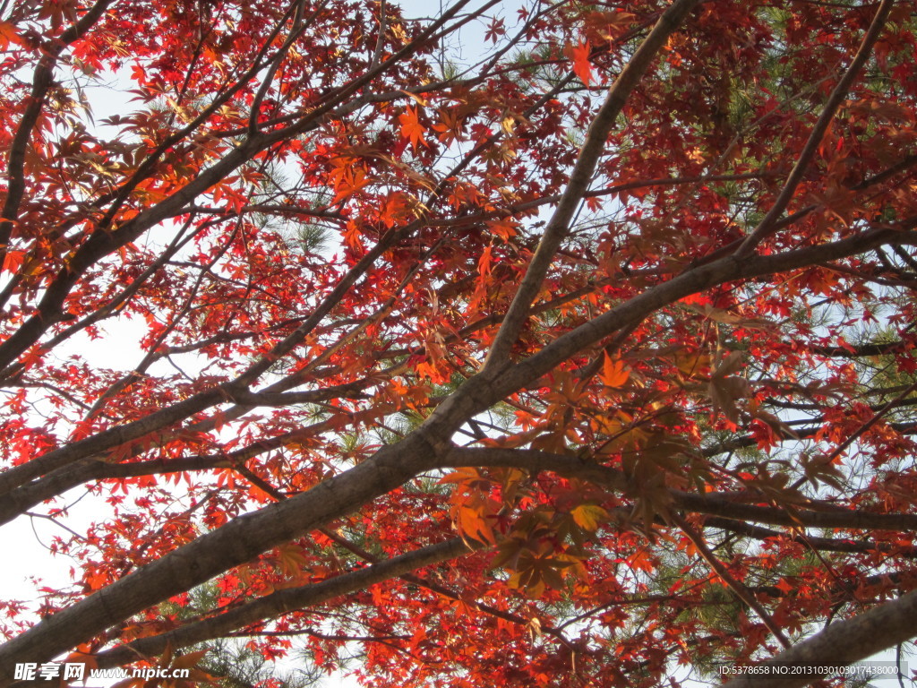 紅葉秋
