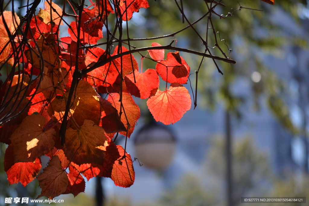 紅葉