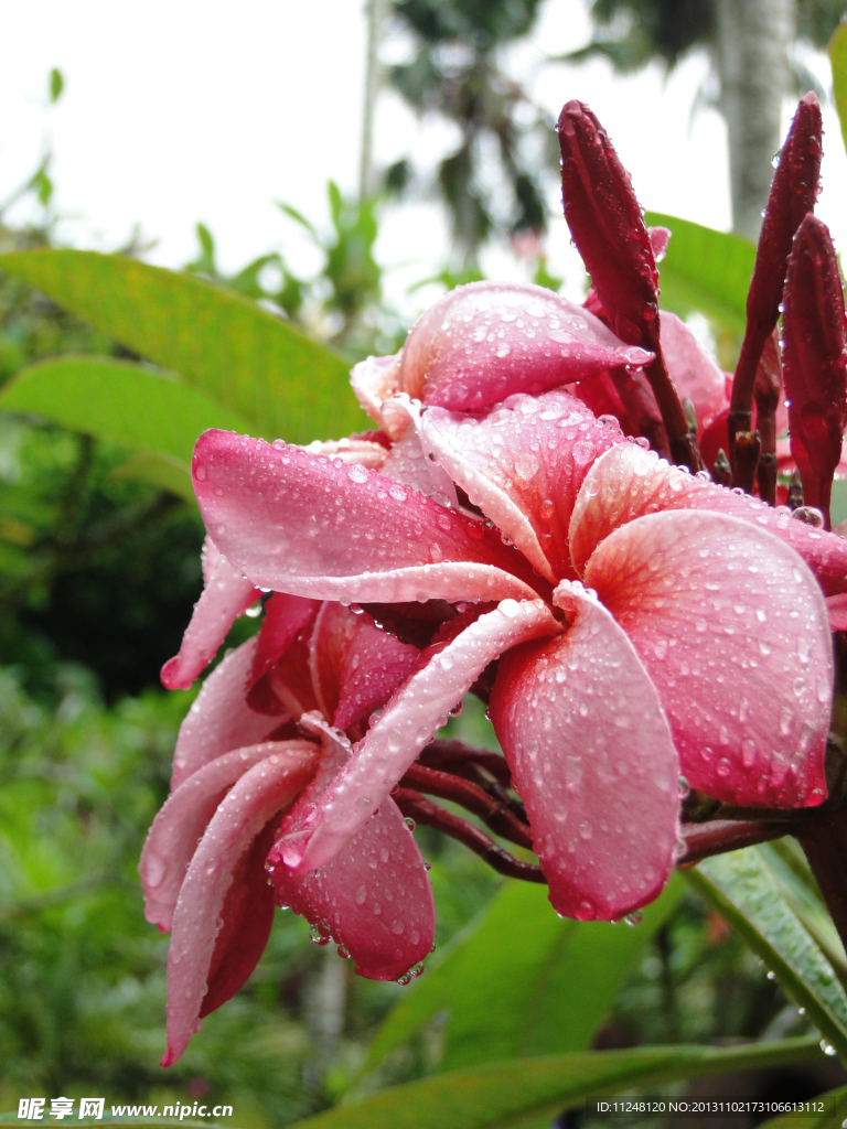 雨后蘭花