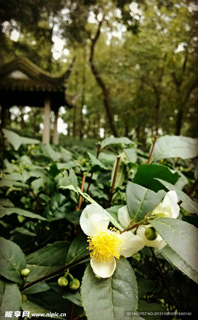 茶花