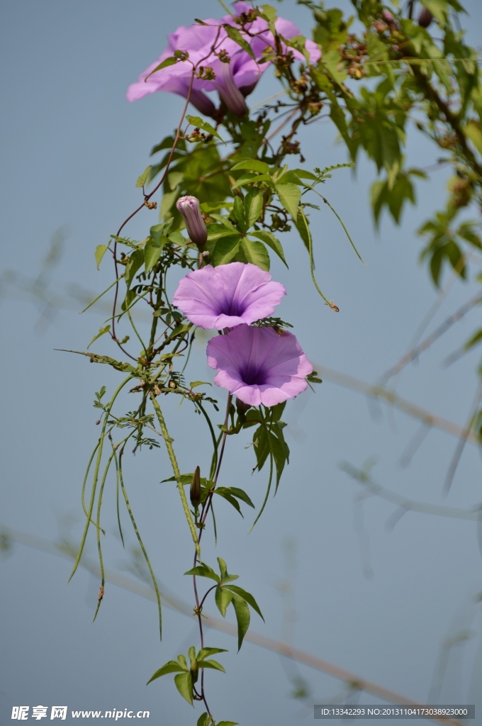 牽牛花