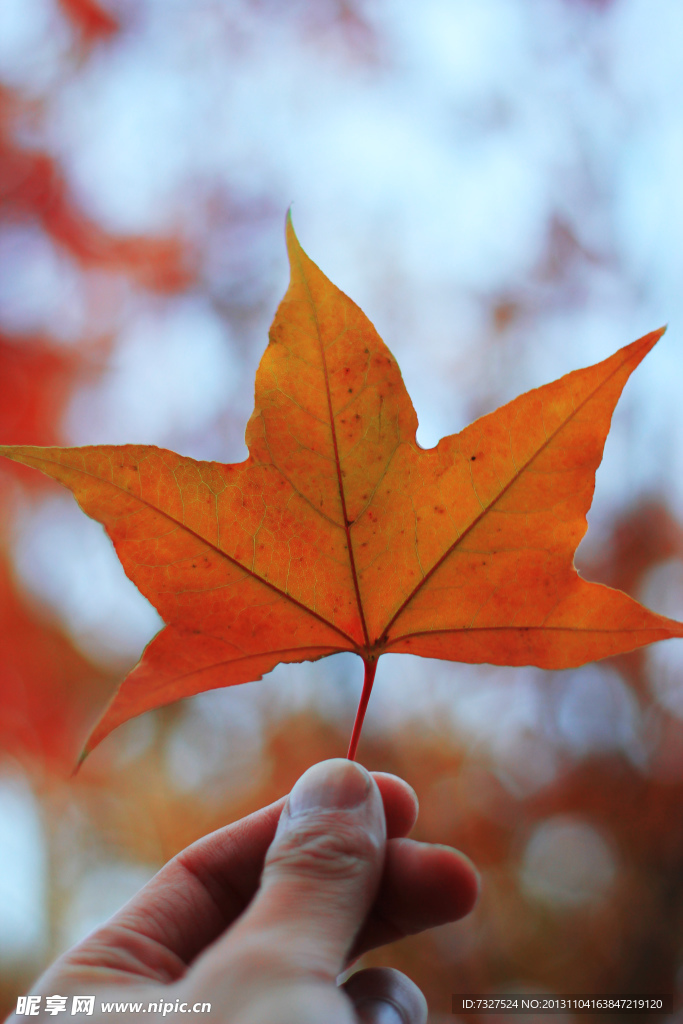 北京金秋香山紅葉攝影