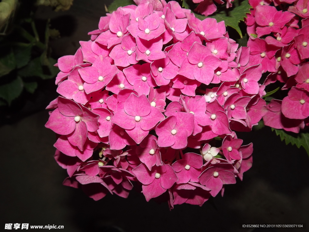 繡球 花球