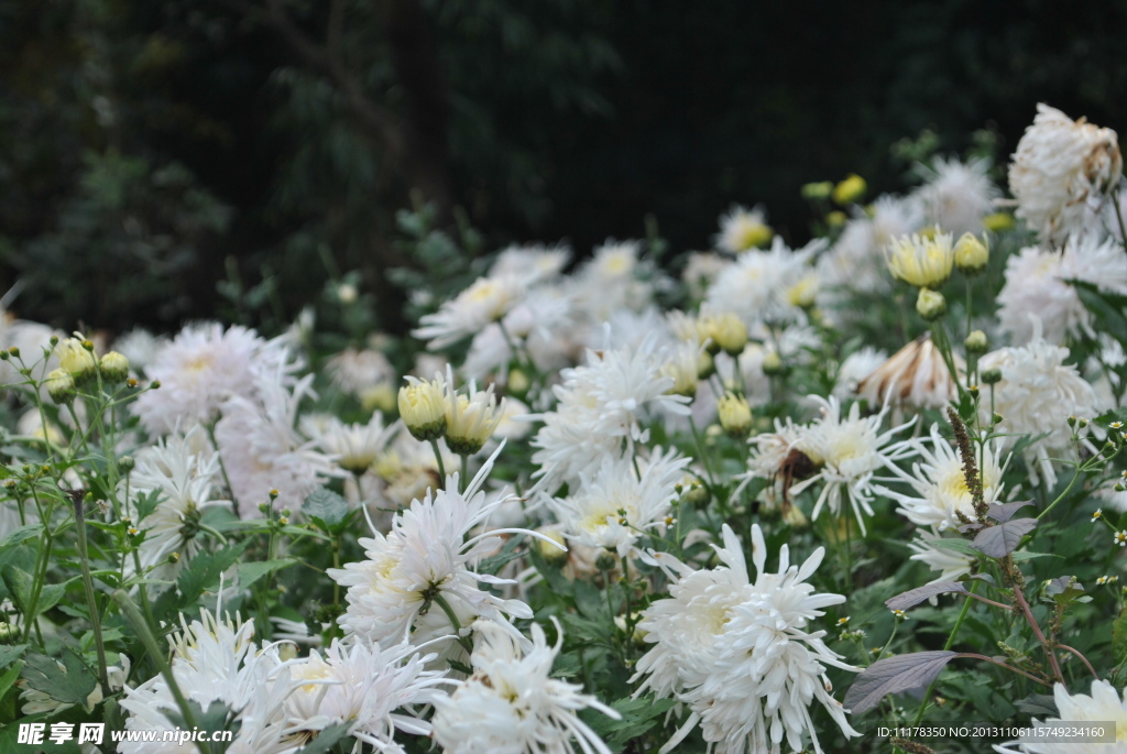 菊花